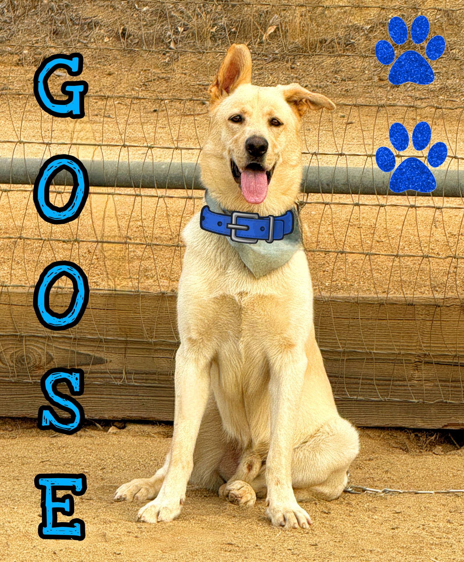 GOOSE, adopted, Young Male Labrador Retriever & German Shepherd Dog.