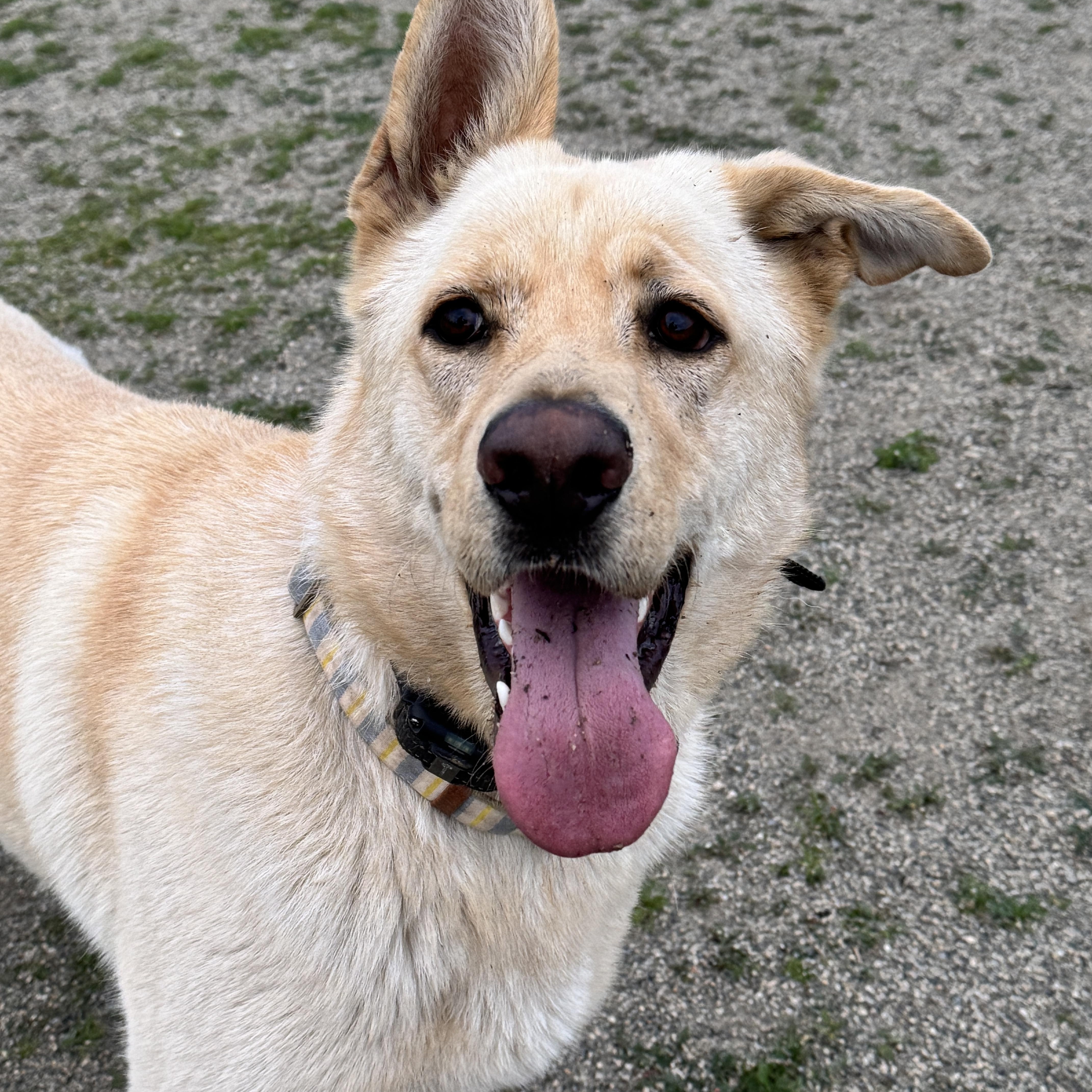 Enlarge GOOSE, an adopted mixed breed in Perris, CA image 2/4
