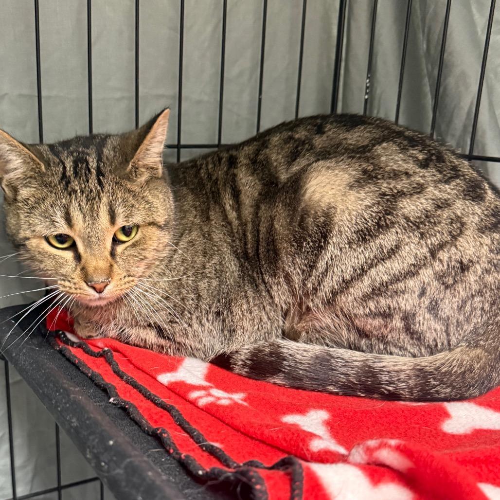 Enlarge Pretzel, a Adoptable Domestic Short Hair in Normal, IL image 1/3