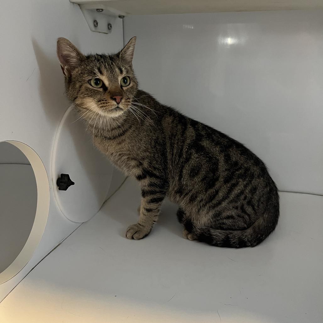 Enlarge Pretzel, a Adoptable Domestic Short Hair in Normal, IL image 2/3