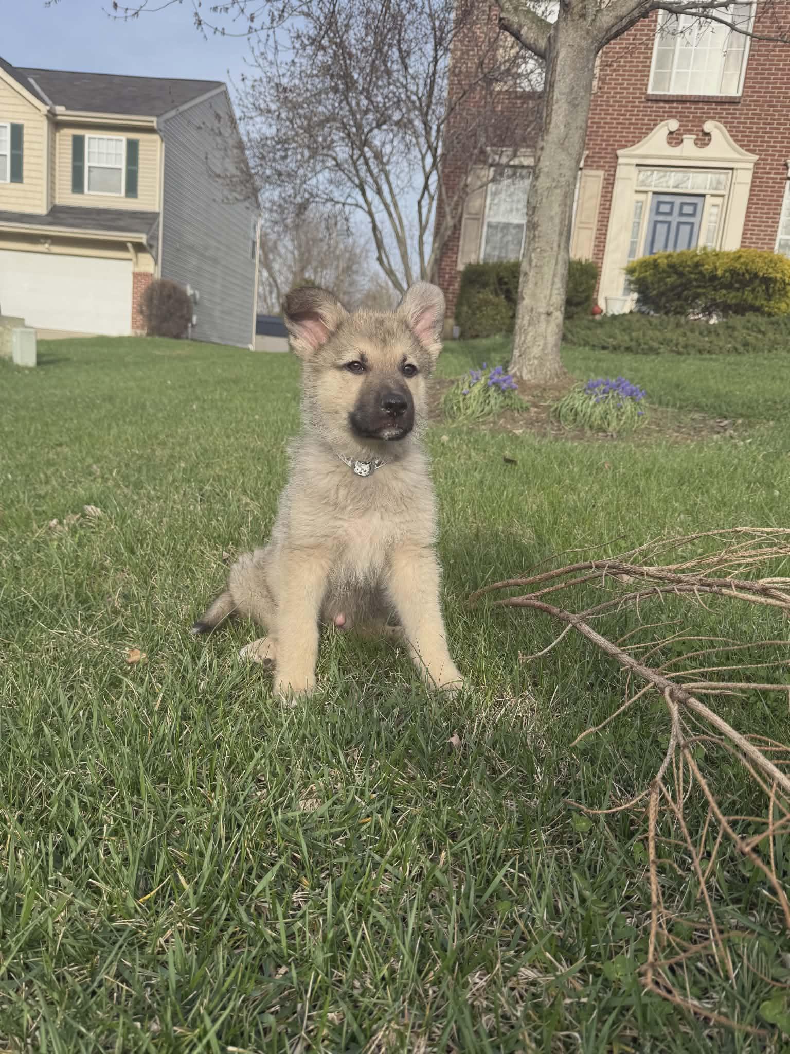 Spark, Adopted, Puppy Male German Shepherd Dog.