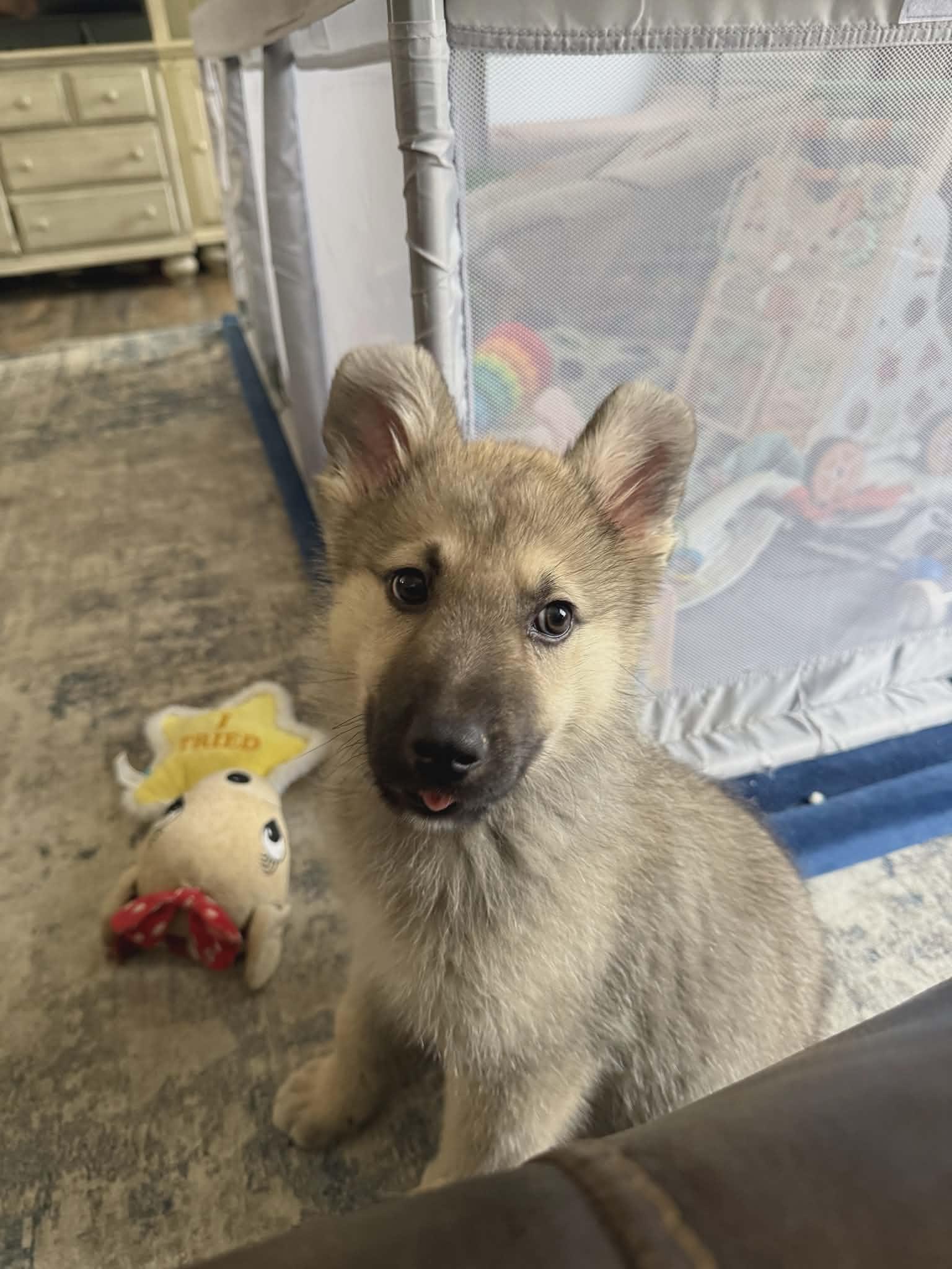 Enlarge Spark, a Adopted German Shepherd Dog in Fort Thomas, KY image 2/3