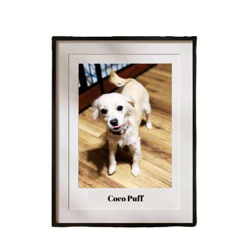 Enlarge Coco Puff, a Adopted Chihuahua in Georgetown , CA image 1/1