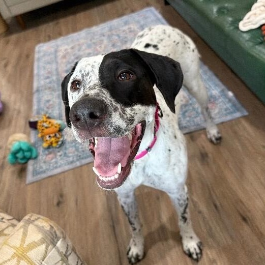 Enlarge Nellie Noble and Nurturing, a Adoptable mixed breed in Friendswood, TX image 1/6