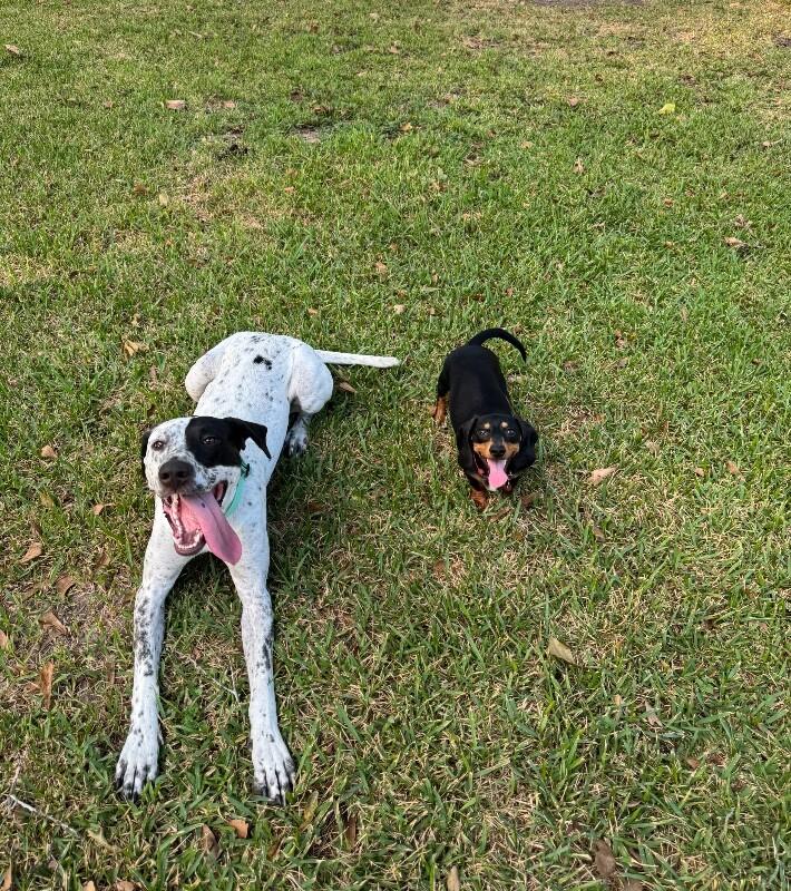 Enlarge Nellie Noble and Nurturing, a Adoptable mixed breed in Friendswood, TX image 2/6