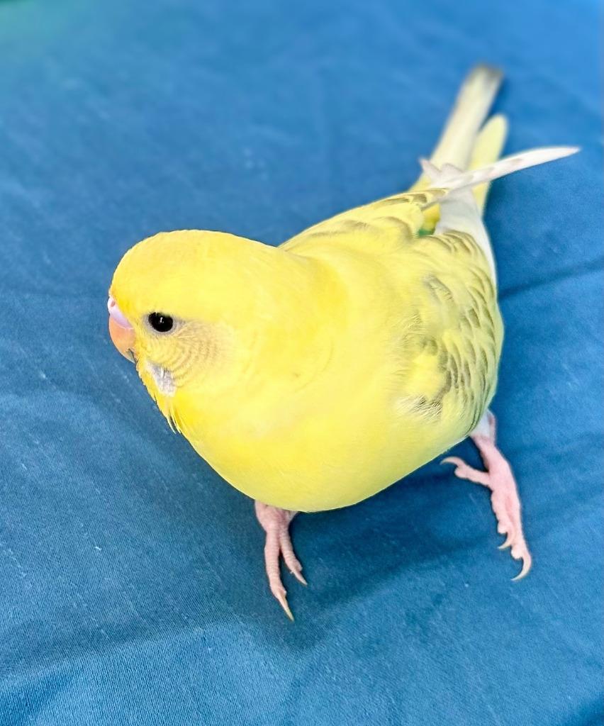 Enlarge Wilson, a Adoptable Budgie / Budgerigar in Ballwin, MO image 1/6