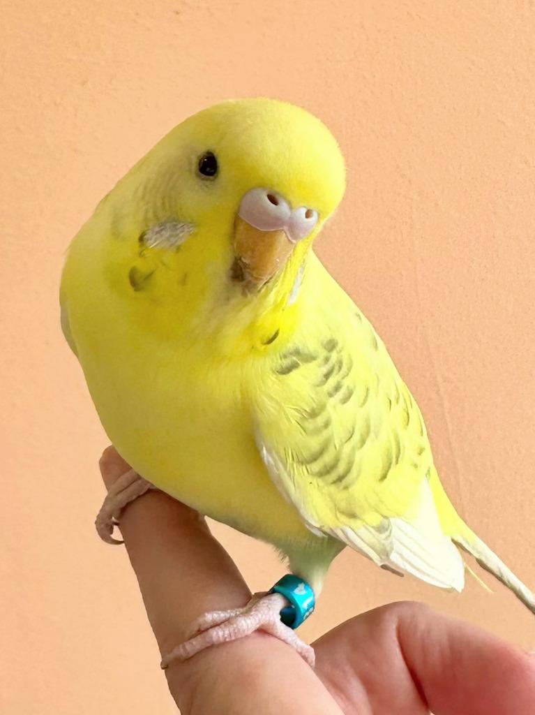 Enlarge Wilson, a Adoptable Budgie / Budgerigar in Ballwin, MO image 2/6