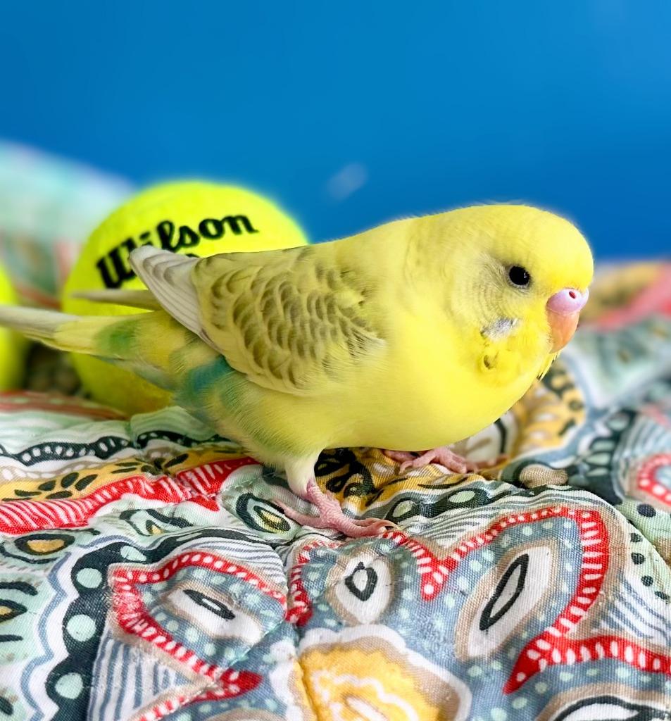 Wilson, a Adoptable Budgie / Budgerigar in Ballwin, MO image 3/6