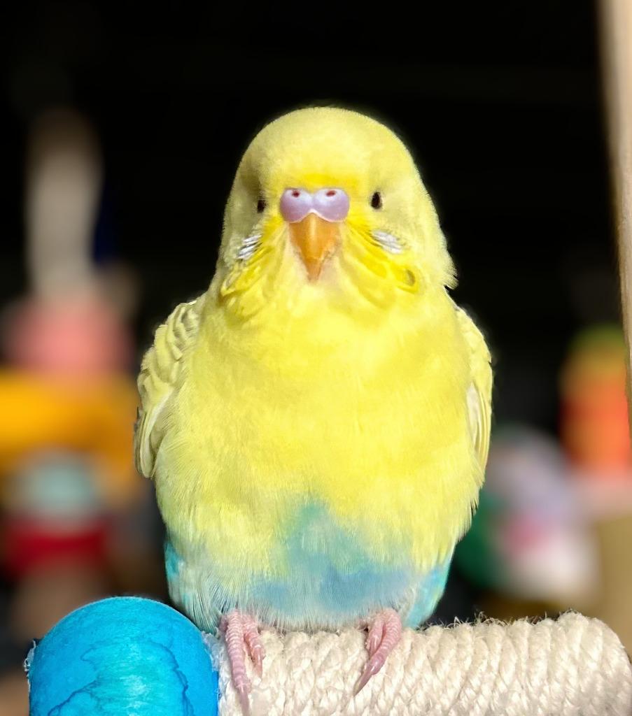 Enlarge Wilson, a Adoptable Budgie / Budgerigar in Ballwin, MO image 3/6
