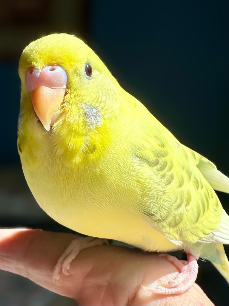Wilson, a Adoptable Budgie / Budgerigar in Ballwin, MO image 4/6