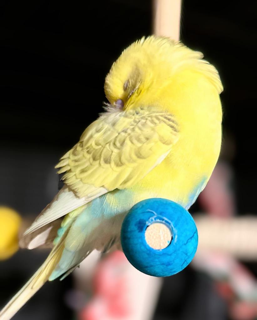 Enlarge Wilson, a Adoptable Budgie / Budgerigar in Ballwin, MO image 6/6