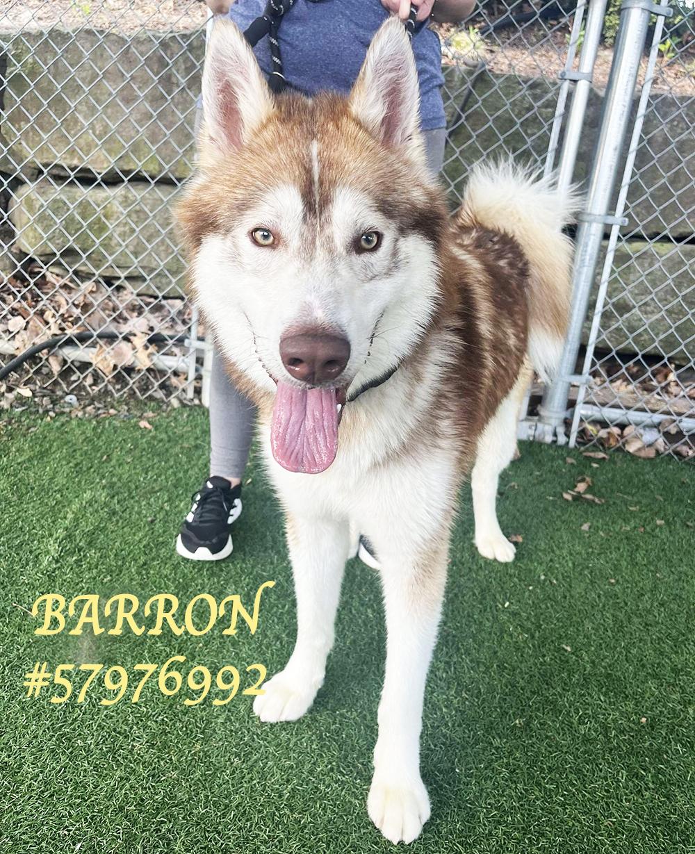 Barron