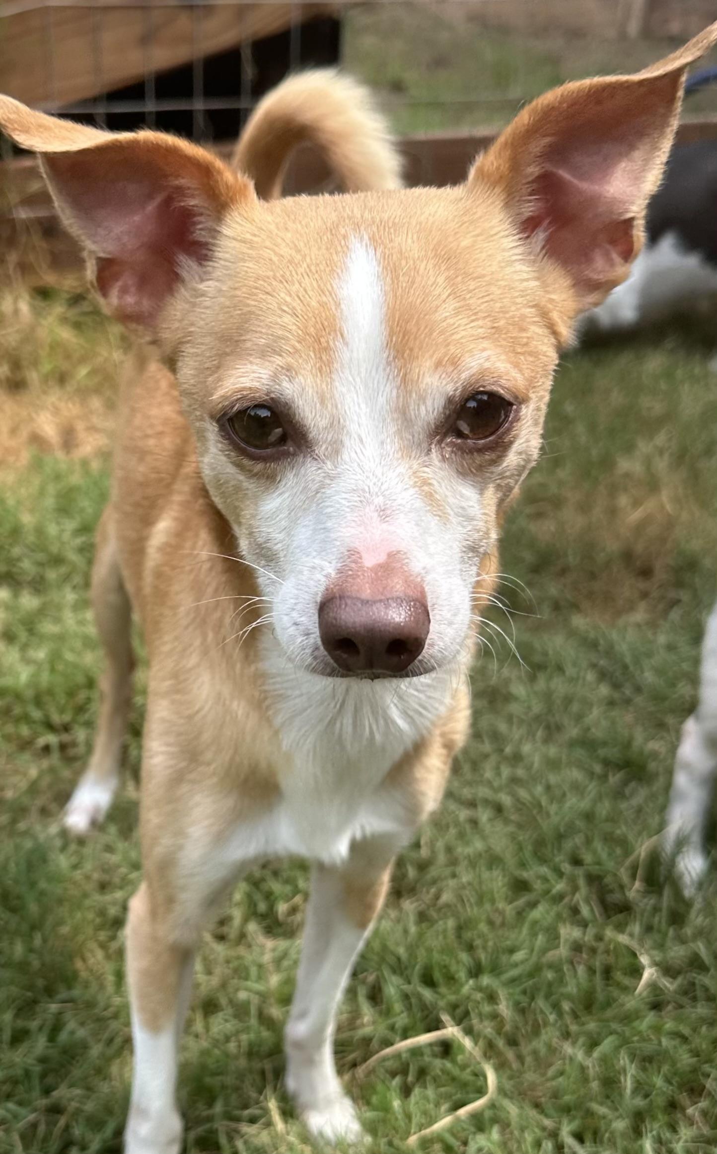 Hemi