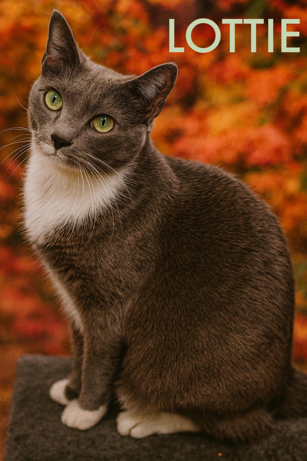 Lottiec
