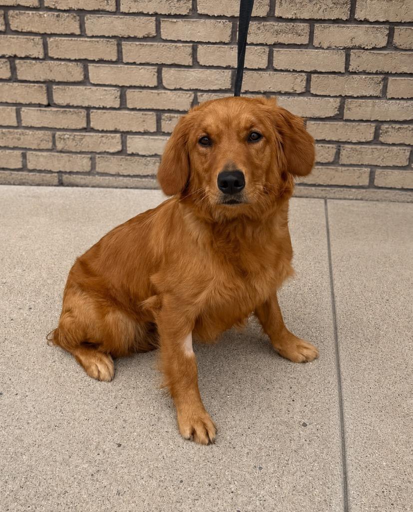 Hunny, adopted, Young Female Golden Retriever.