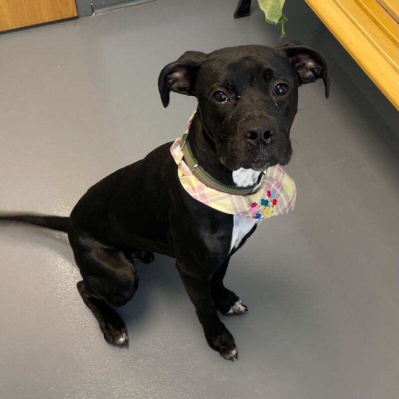 Bolt, a Adoptable mixed breed in Roanoke, VA image 1/3