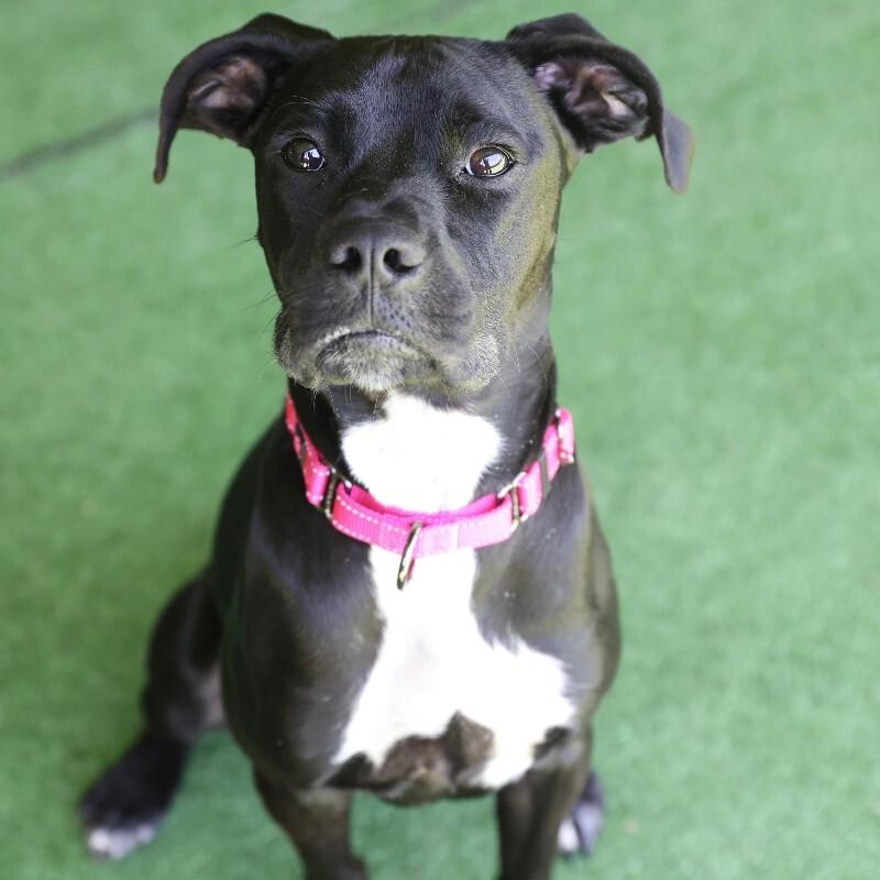 Bolt, a Adoptable mixed breed in Roanoke, VA image 2/3