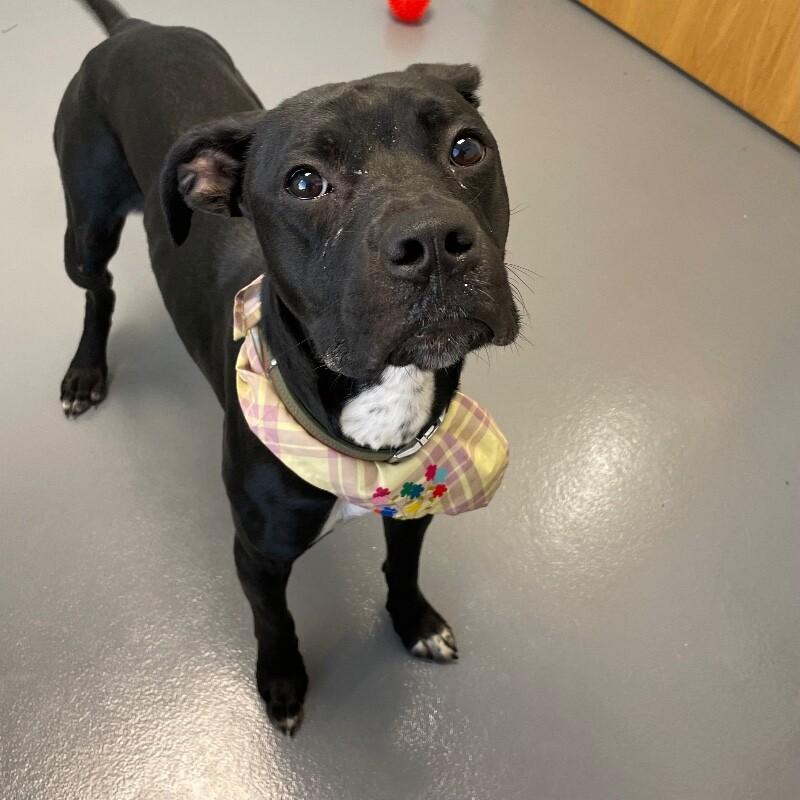 Bolt, a Adoptable mixed breed in Roanoke, VA image 3/3