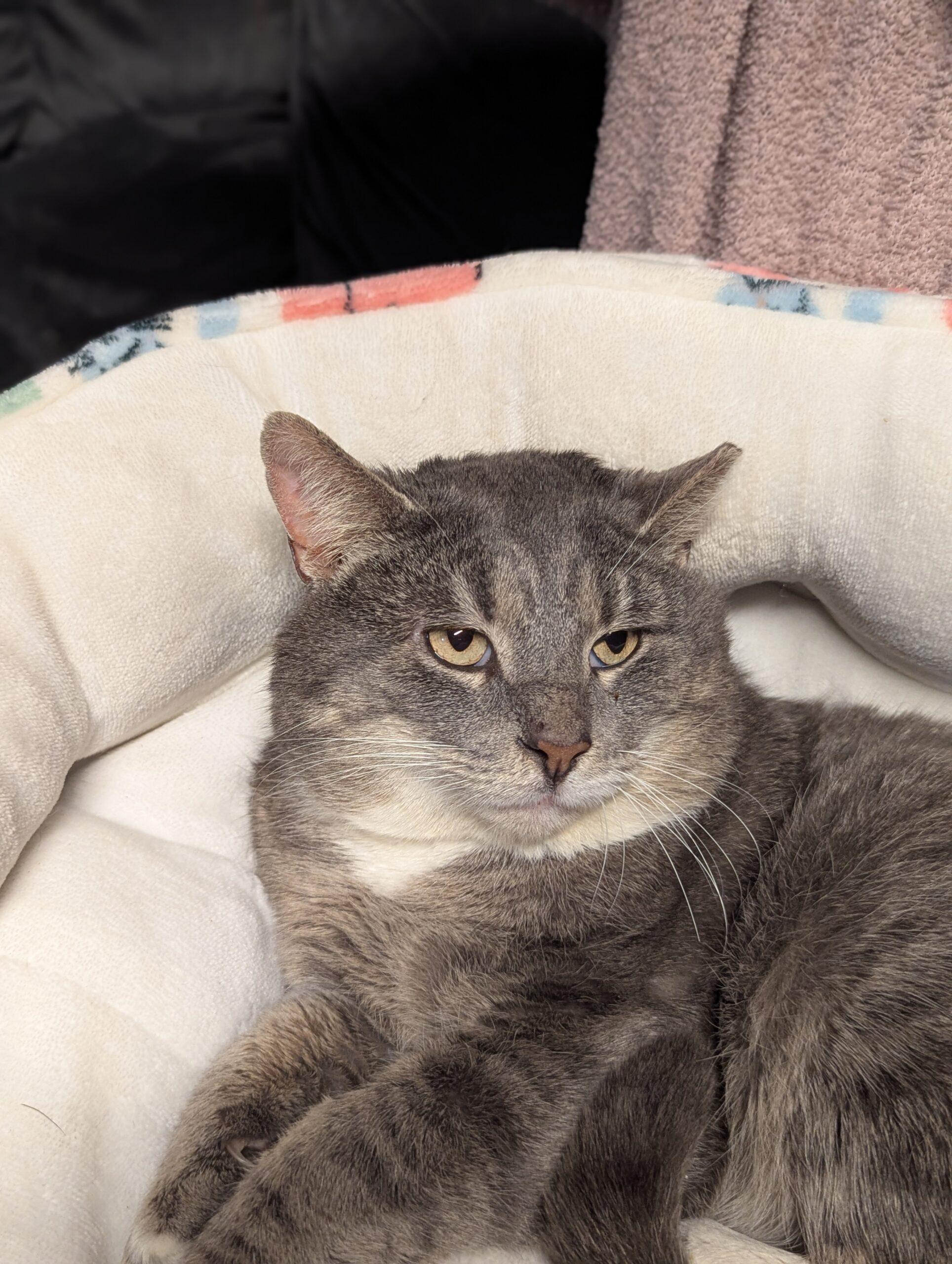 Mr. Handsome, Adoptable, Young Male Domestic Short Hair.