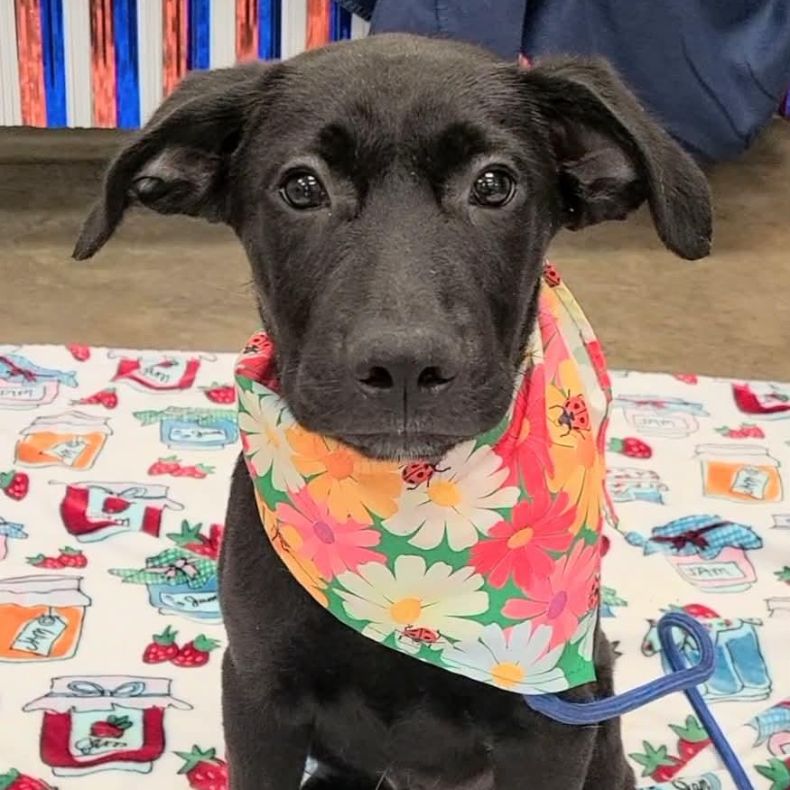 Pepper, ADOPTABLE, Young Male Black Labrador Retriever.