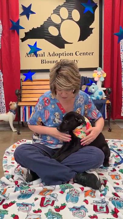 Enlarge Pepper, a ADOPTABLE mixed breed in Woolwich, ME video 2/2