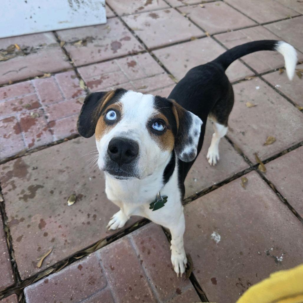 Enlarge Cabo, a Adoptable Beagle in Baton Rouge, LA image 2/5