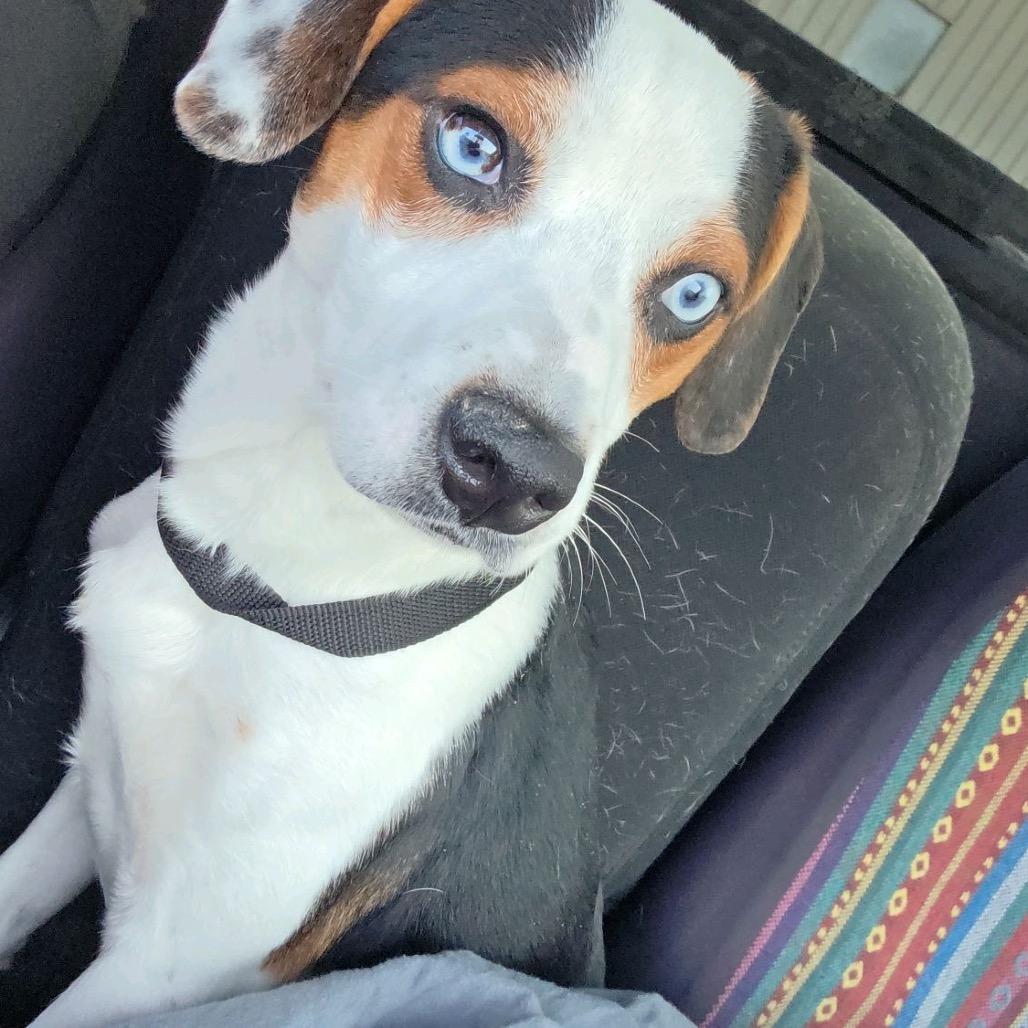 Enlarge Cabo, a Adoptable Beagle in Baton Rouge, LA image 3/5