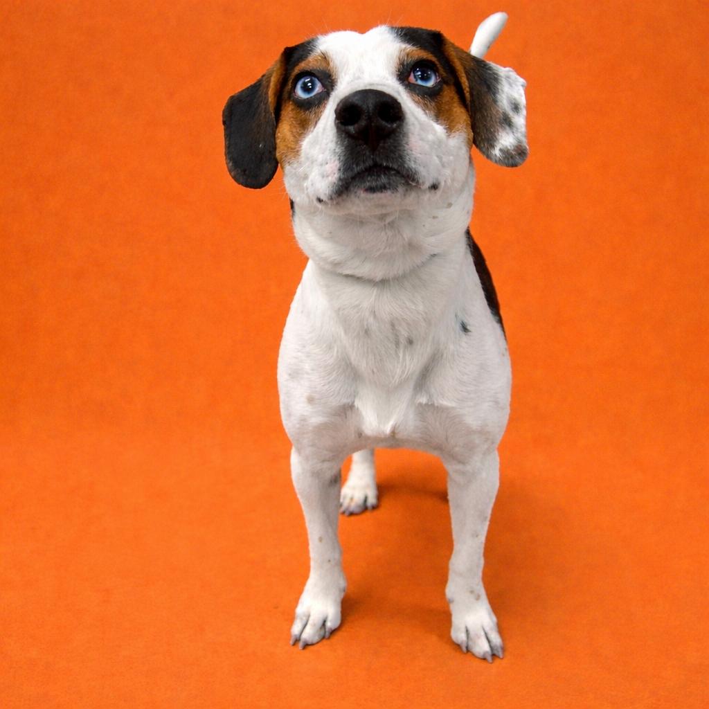 Cabo, Adoptable, Young Male Beagle.