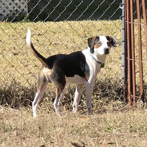 Enlarge Cabo, a Adoptable Beagle in Baton Rouge, LA image 5/5