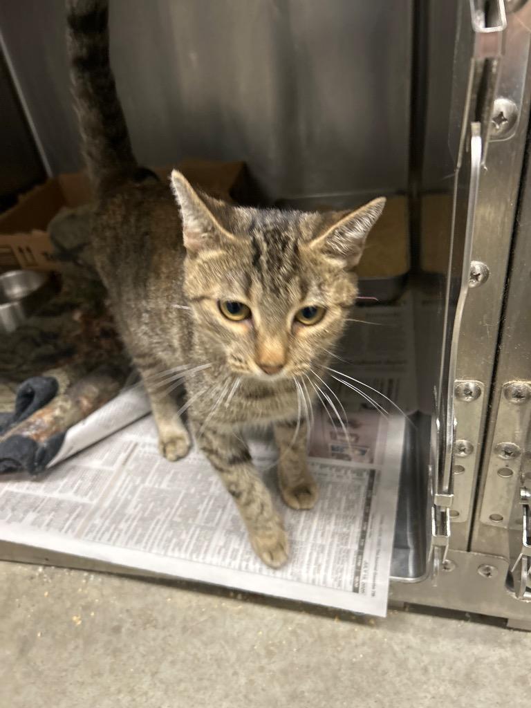 Sunny D, Adoptable, Young Female Domestic Short Hair.