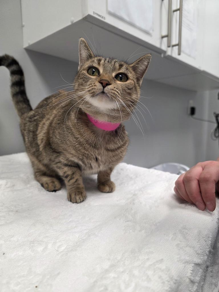 Sunny D, Adoptable, Young Female Domestic Short Hair.