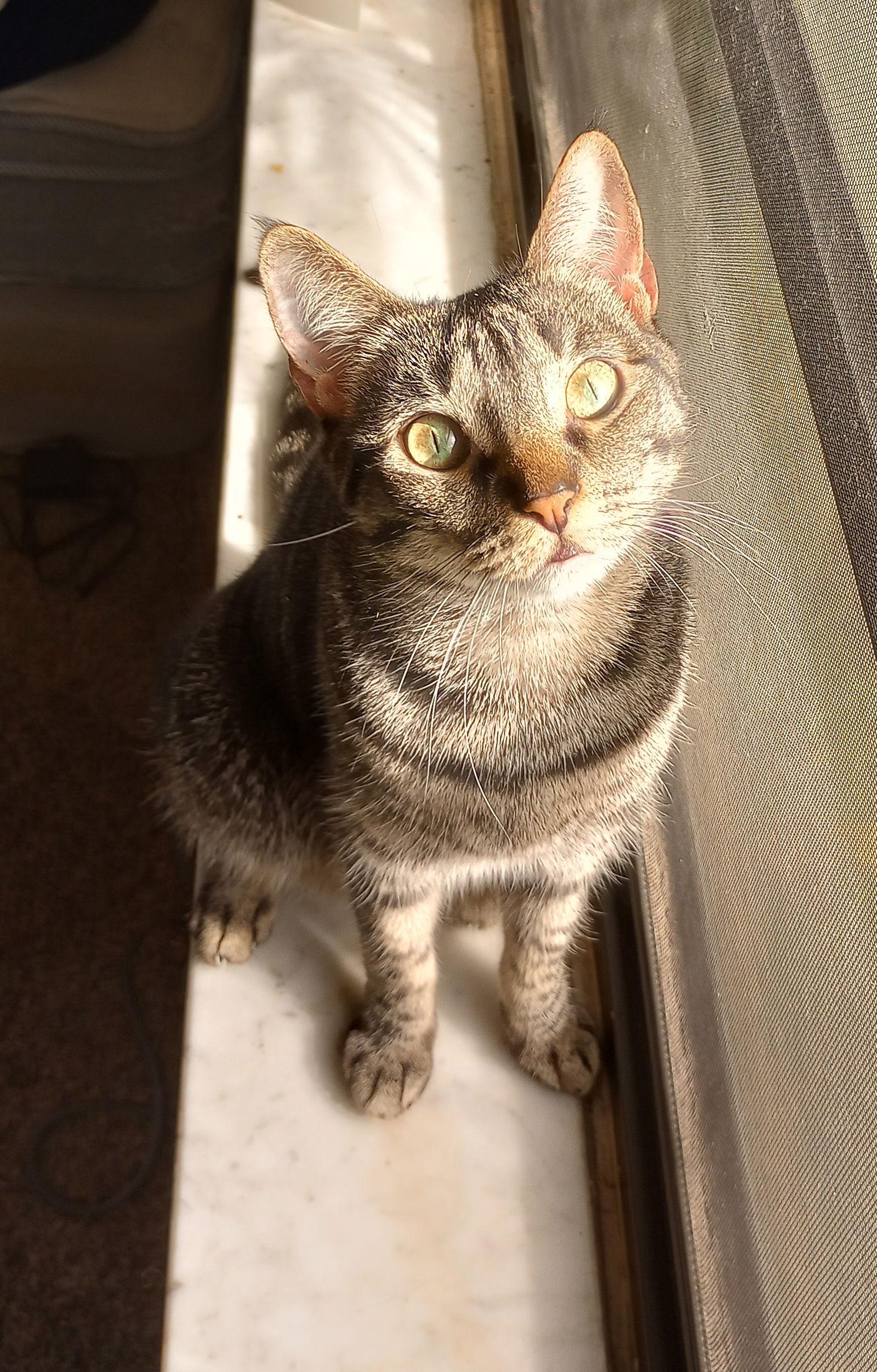 Minnie, Adoptable, Adult Female Domestic Short Hair.