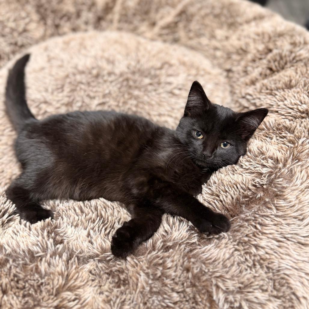 Hockey, Adoptable, Young Female Domestic Short Hair.