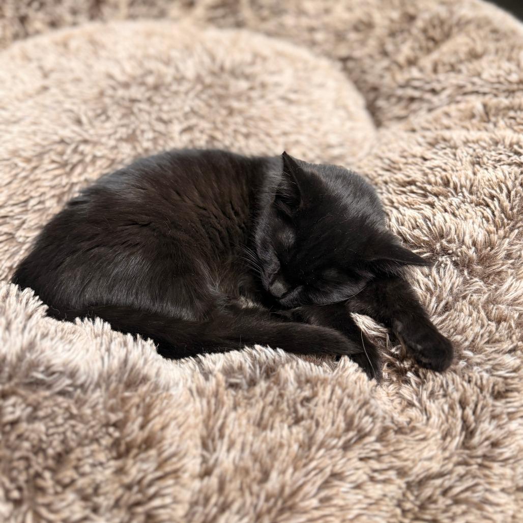 Enlarge Hockey, a Adoptable Domestic Short Hair in Delaware, OH image 2/2