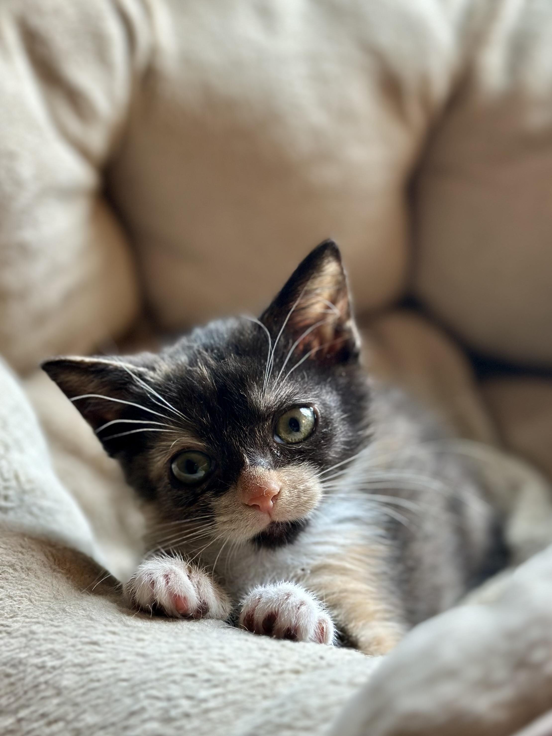 Kate, a ADOPTABLE Domestic Short Hair in Suffolk, VA image 4/5