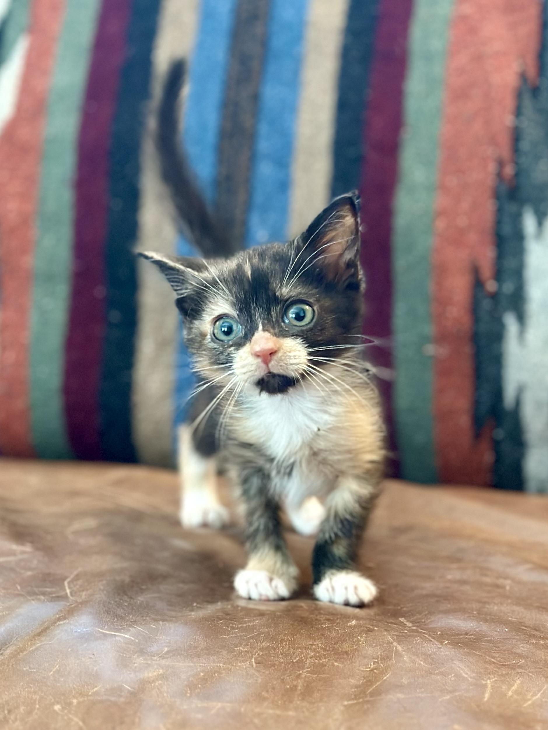 Kate, ADOPTABLE, Kitten Female Domestic Short Hair.