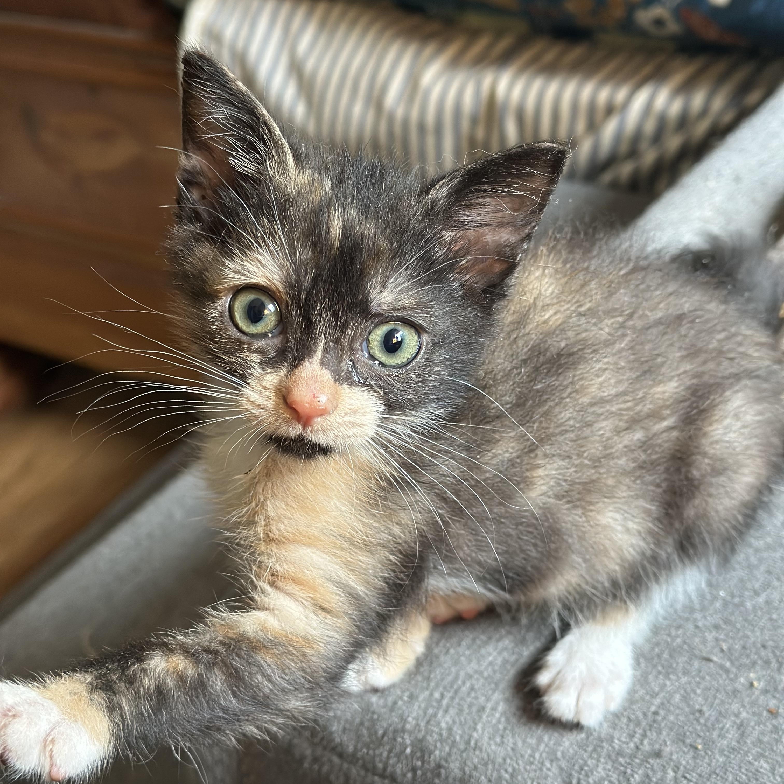 Kate, a ADOPTABLE Domestic Short Hair in Suffolk, VA image 3/5