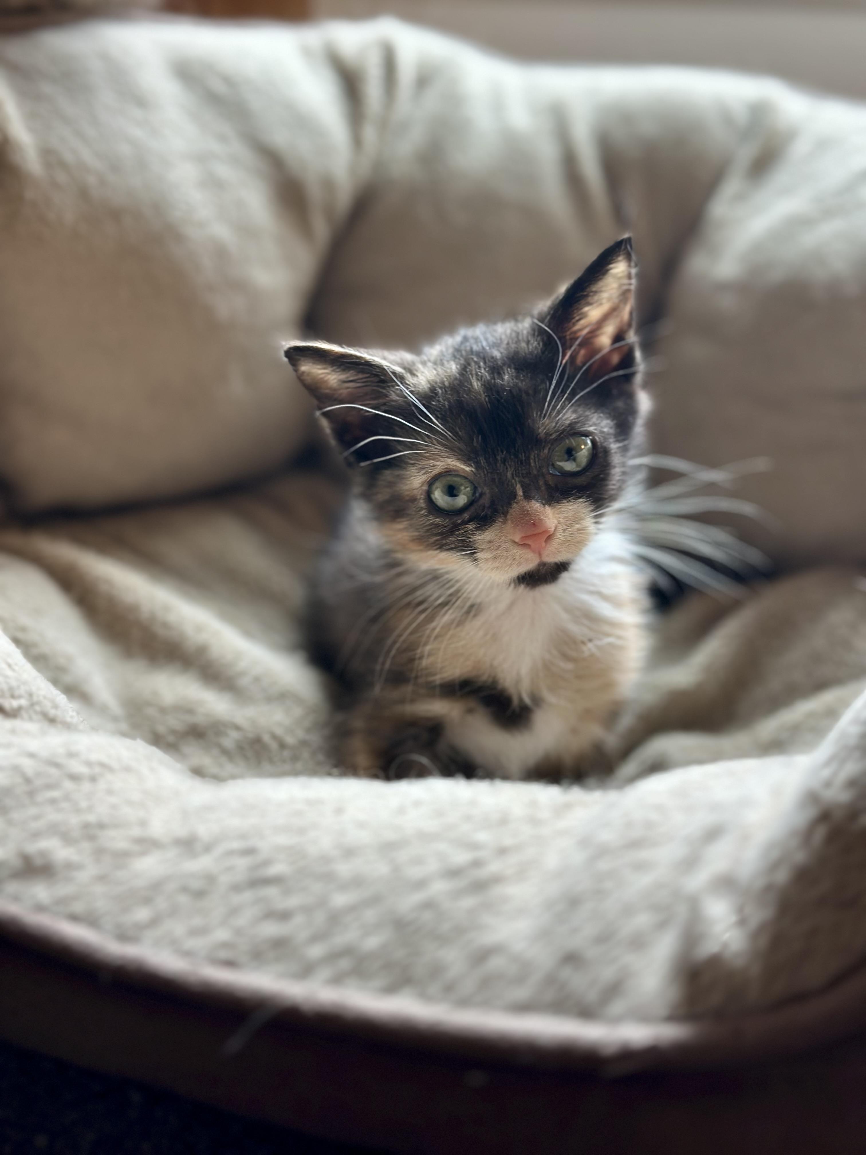 Kate, a ADOPTABLE Domestic Short Hair in Suffolk, VA image 2/5