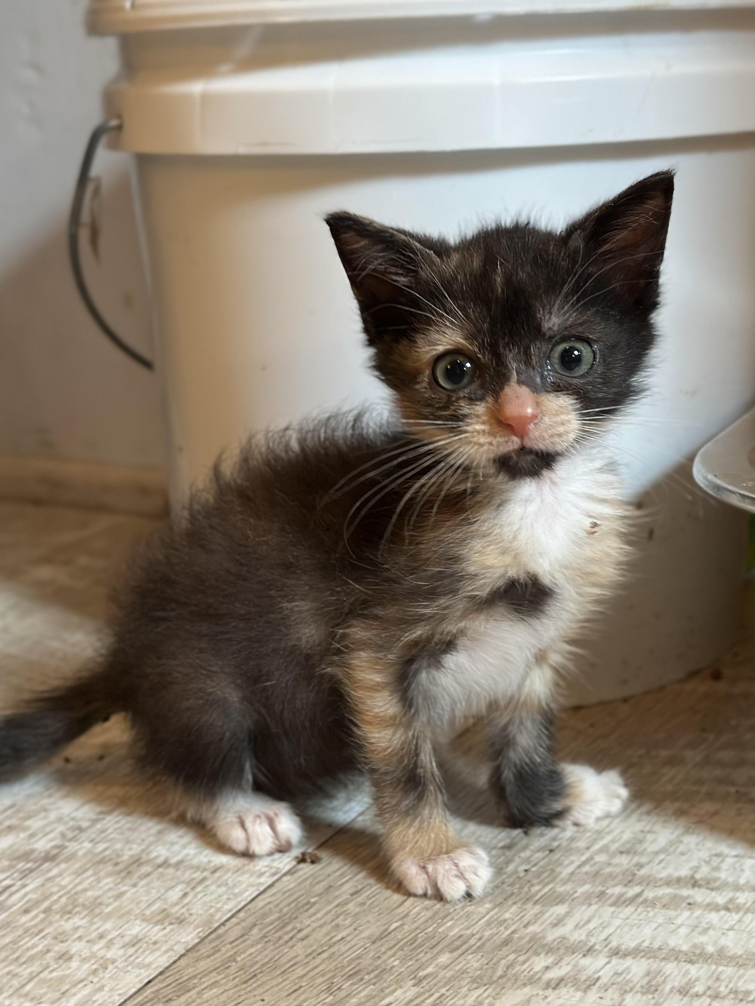 Kate, a ADOPTABLE Domestic Short Hair in Suffolk, VA image 5/5