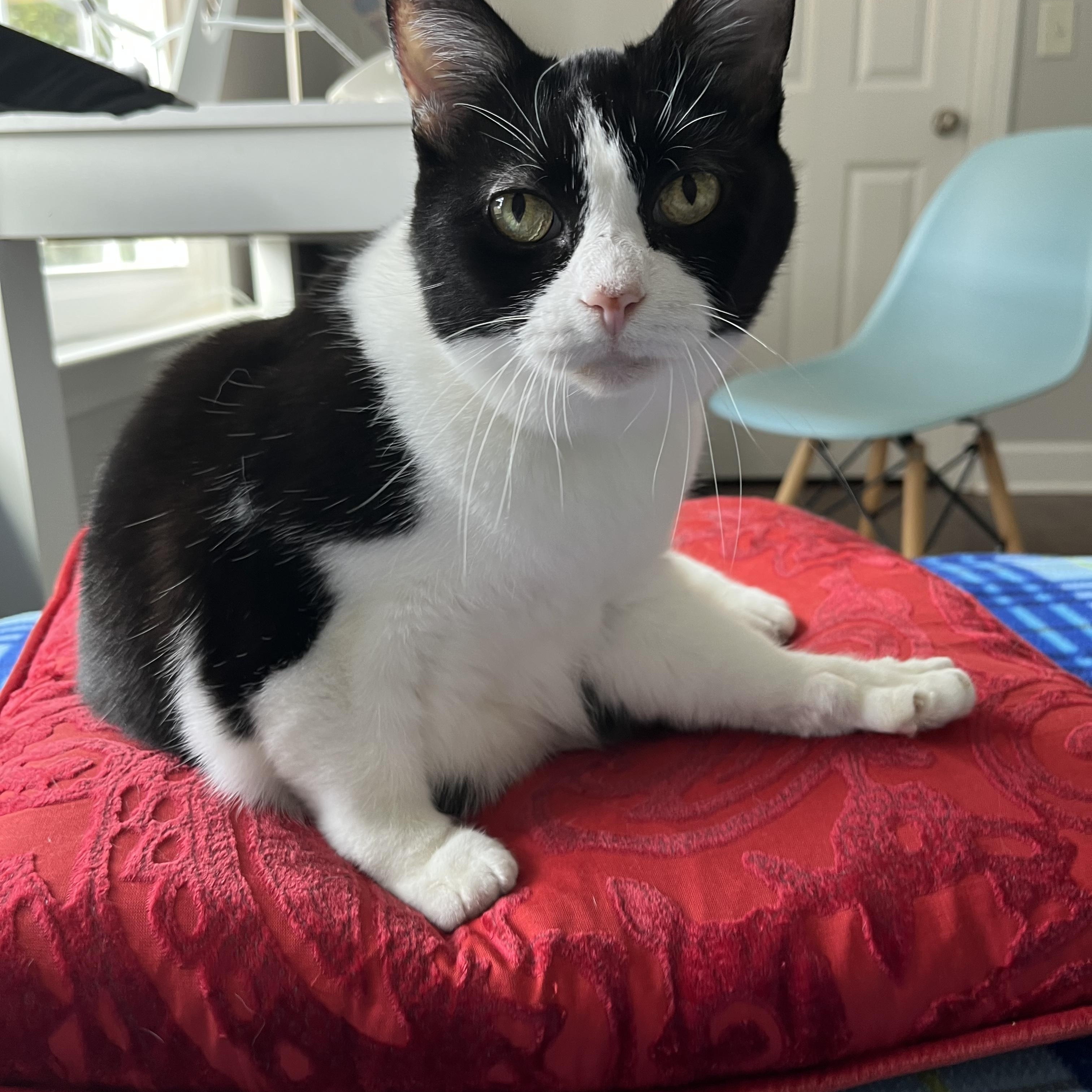 Enlarge Bandit, a Adoptable Domestic Short Hair in Nashville, TN image 2/6