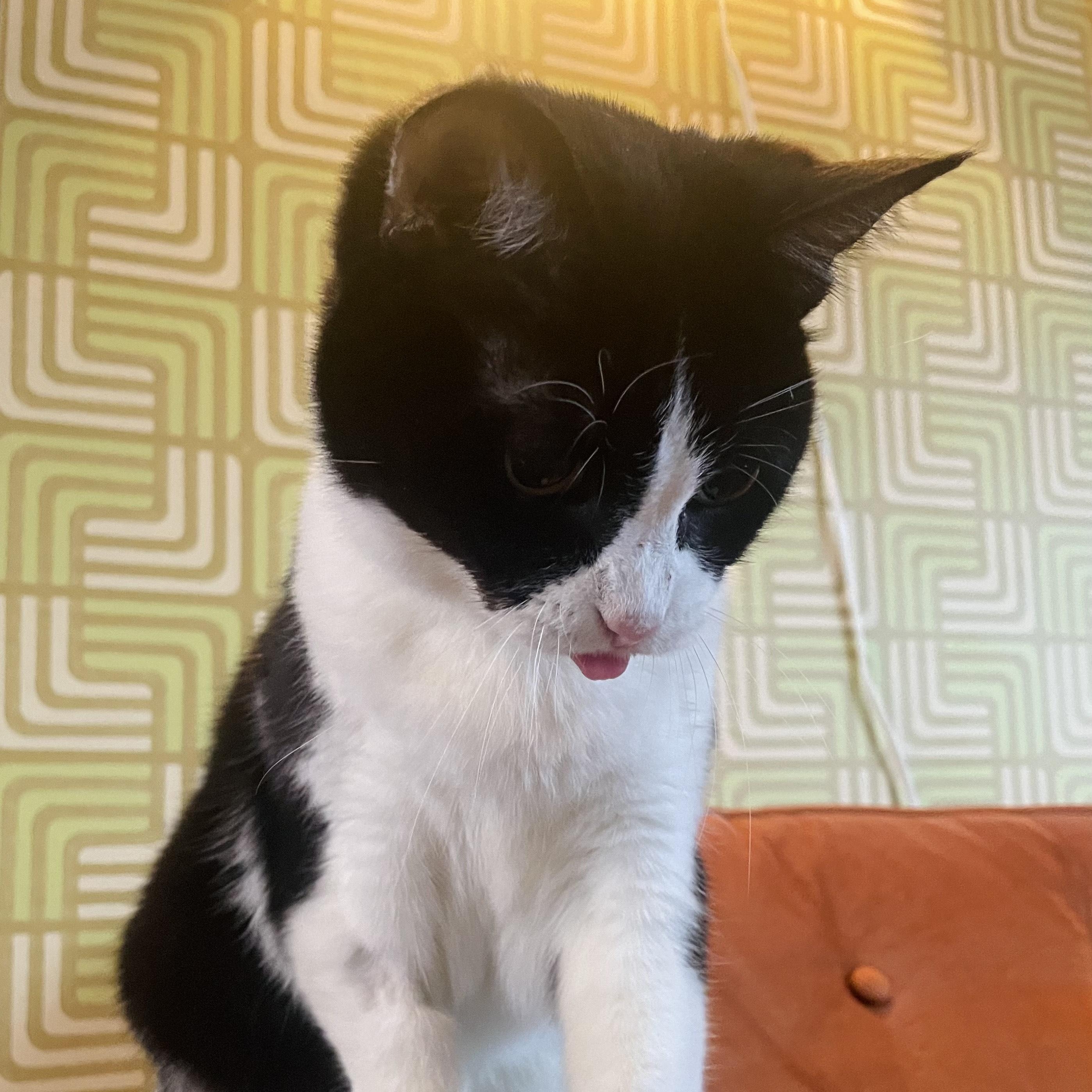 Enlarge Bandit, a Adoptable Domestic Short Hair in Nashville, TN image 6/6