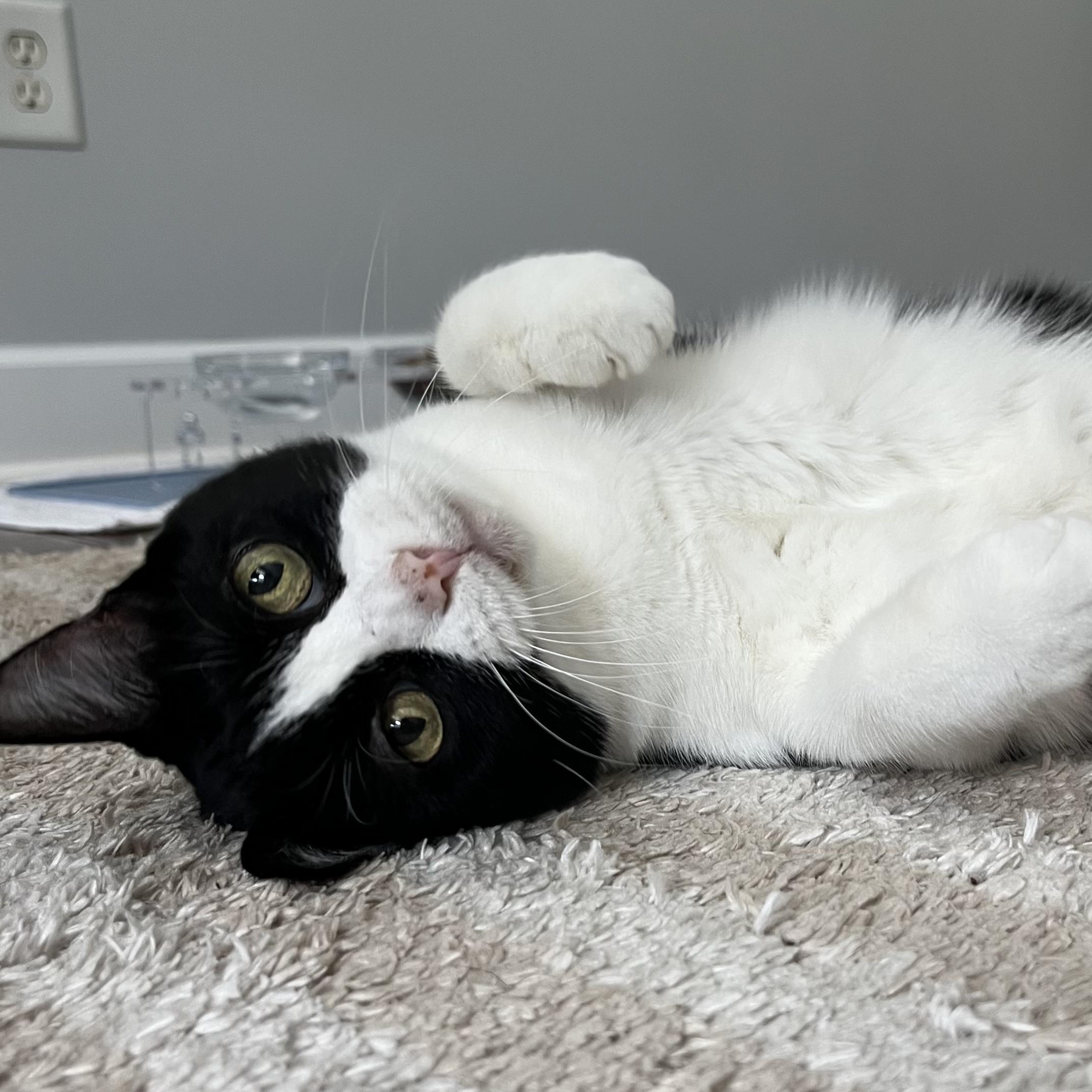 Enlarge Bandit, a Adoptable Domestic Short Hair in Nashville, TN image 1/6