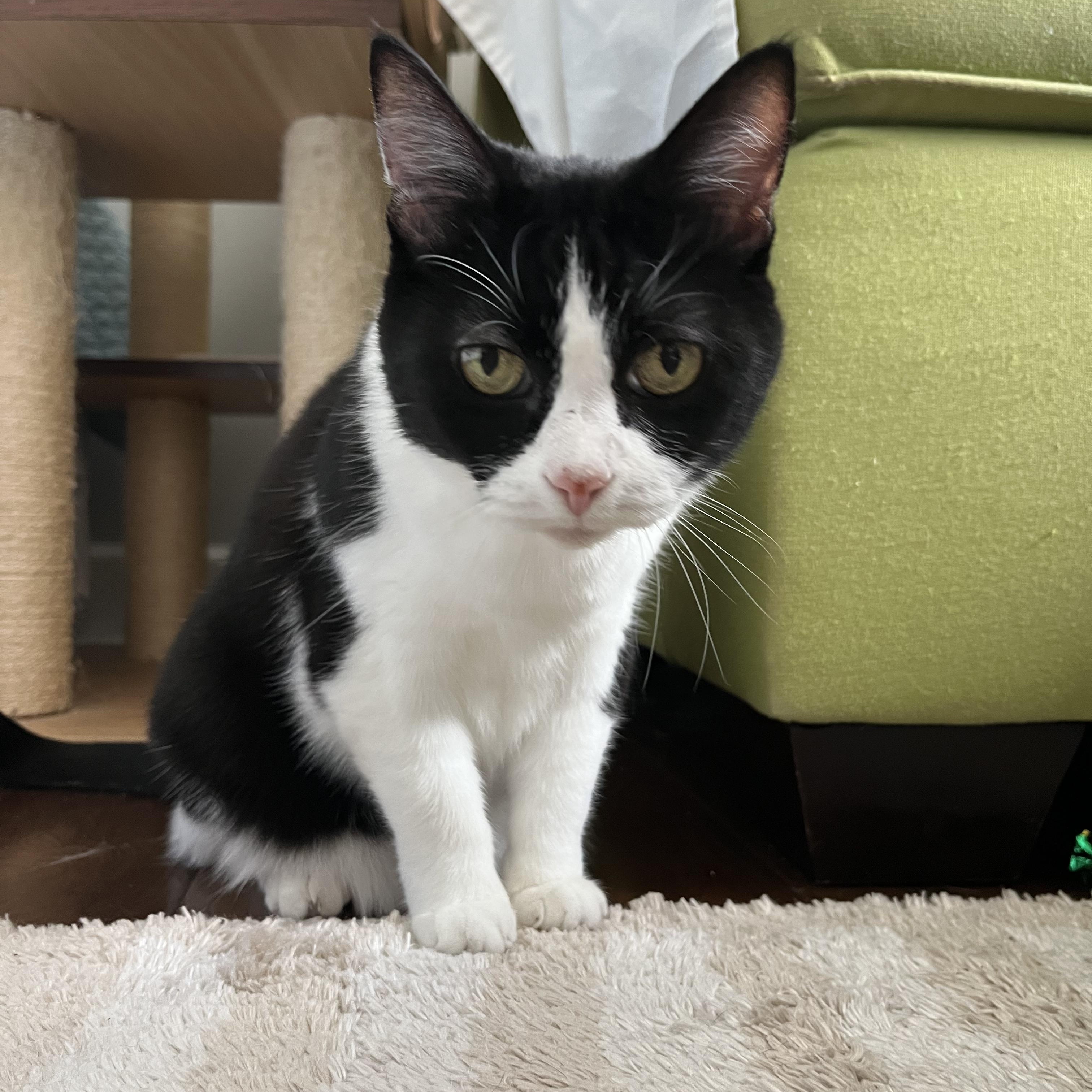 Enlarge Bandit, a Adoptable Domestic Short Hair in Nashville, TN image 3/6