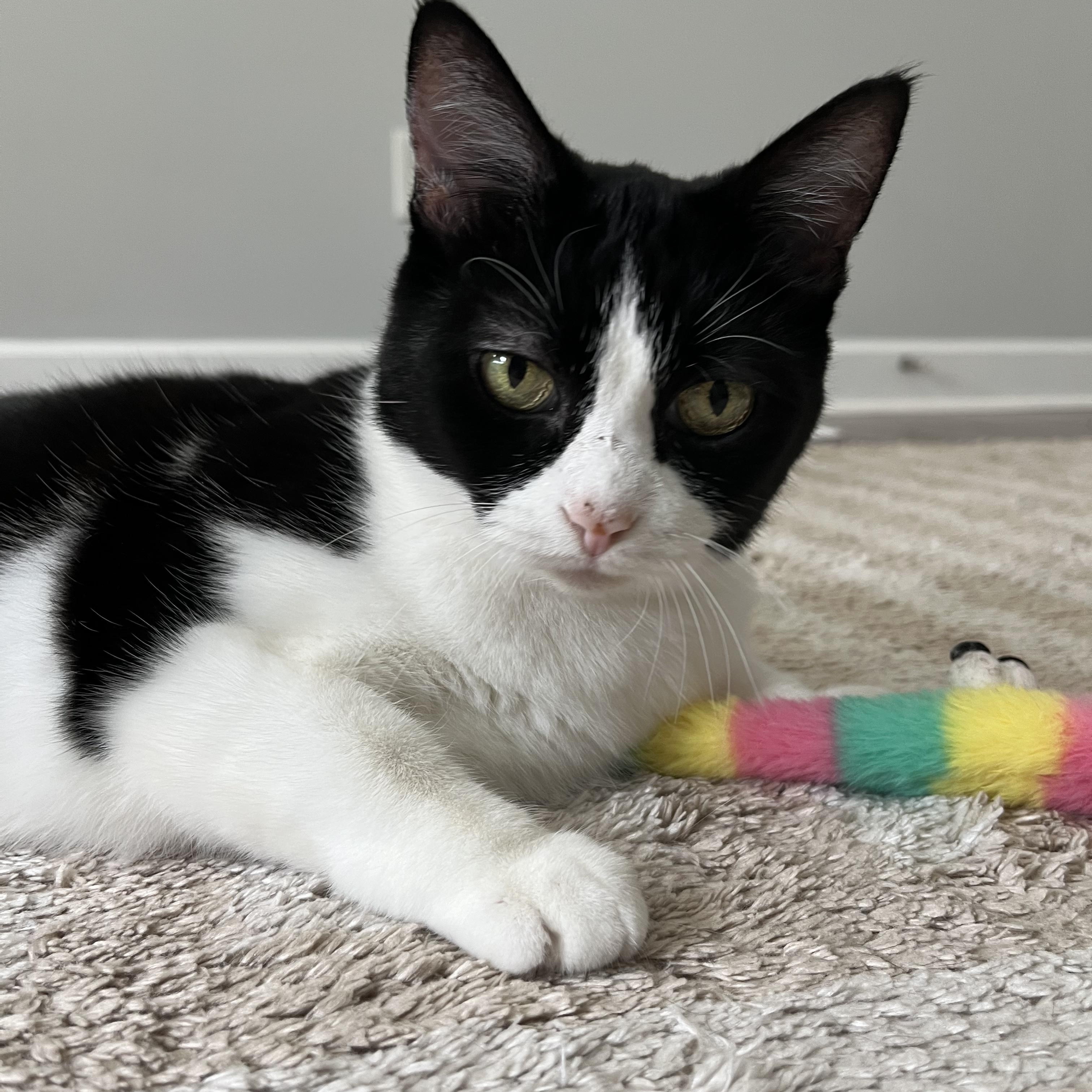 Enlarge Bandit, a Adoptable Domestic Short Hair in Nashville, TN image 4/6