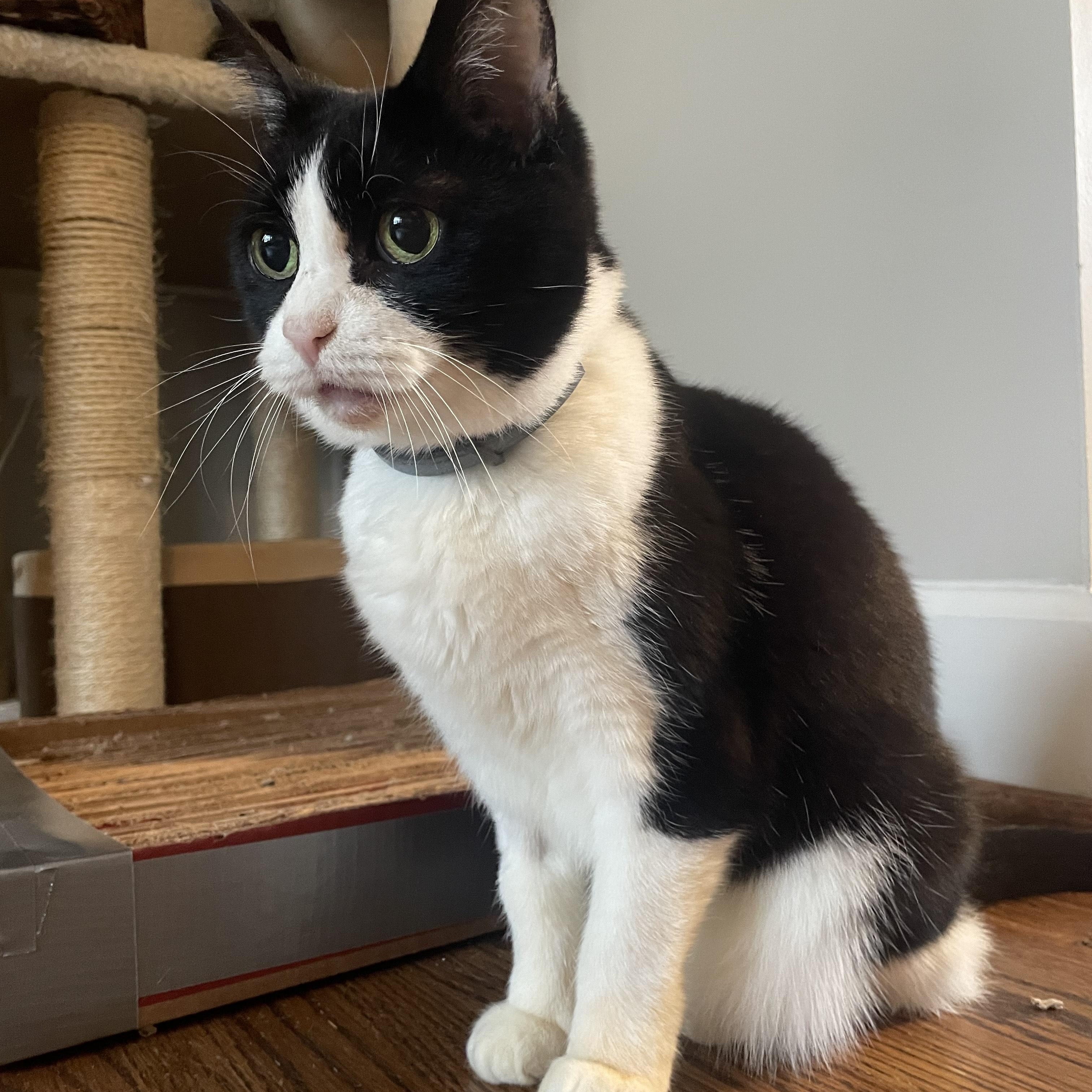 Bandit, Adoptable, Senior Female Domestic Short Hair.