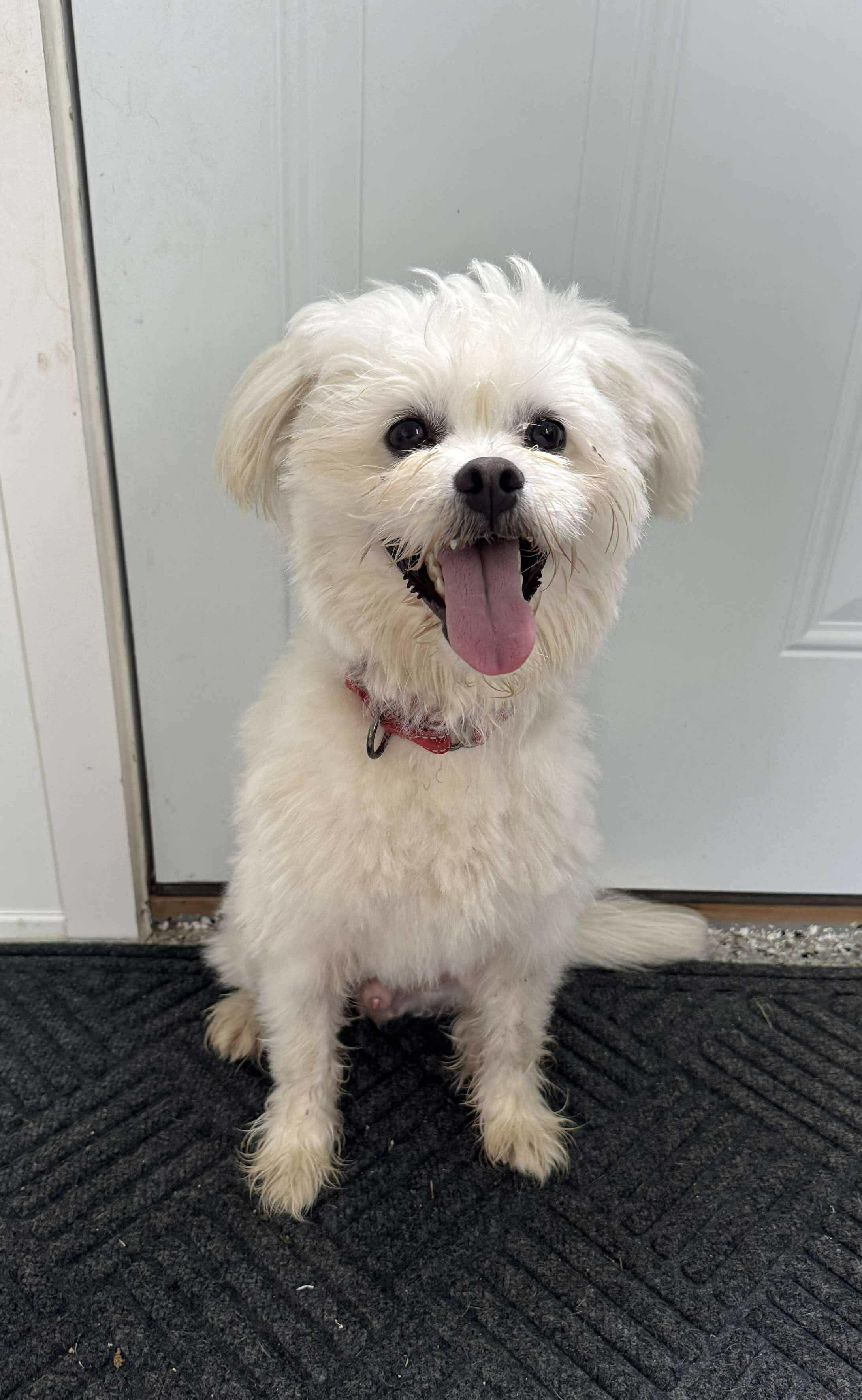 Oscar, a Adoptable mixed breed in Independence, IA image 1/2