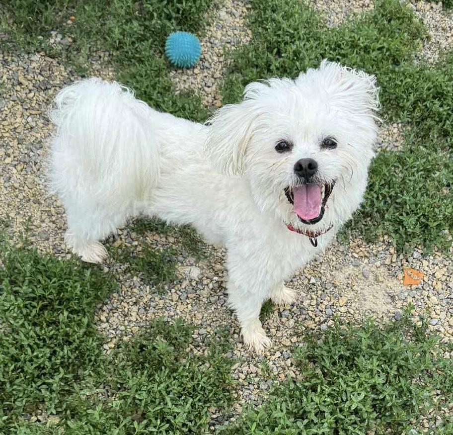 Oscar, a Adoptable mixed breed in Independence, IA image 2/2