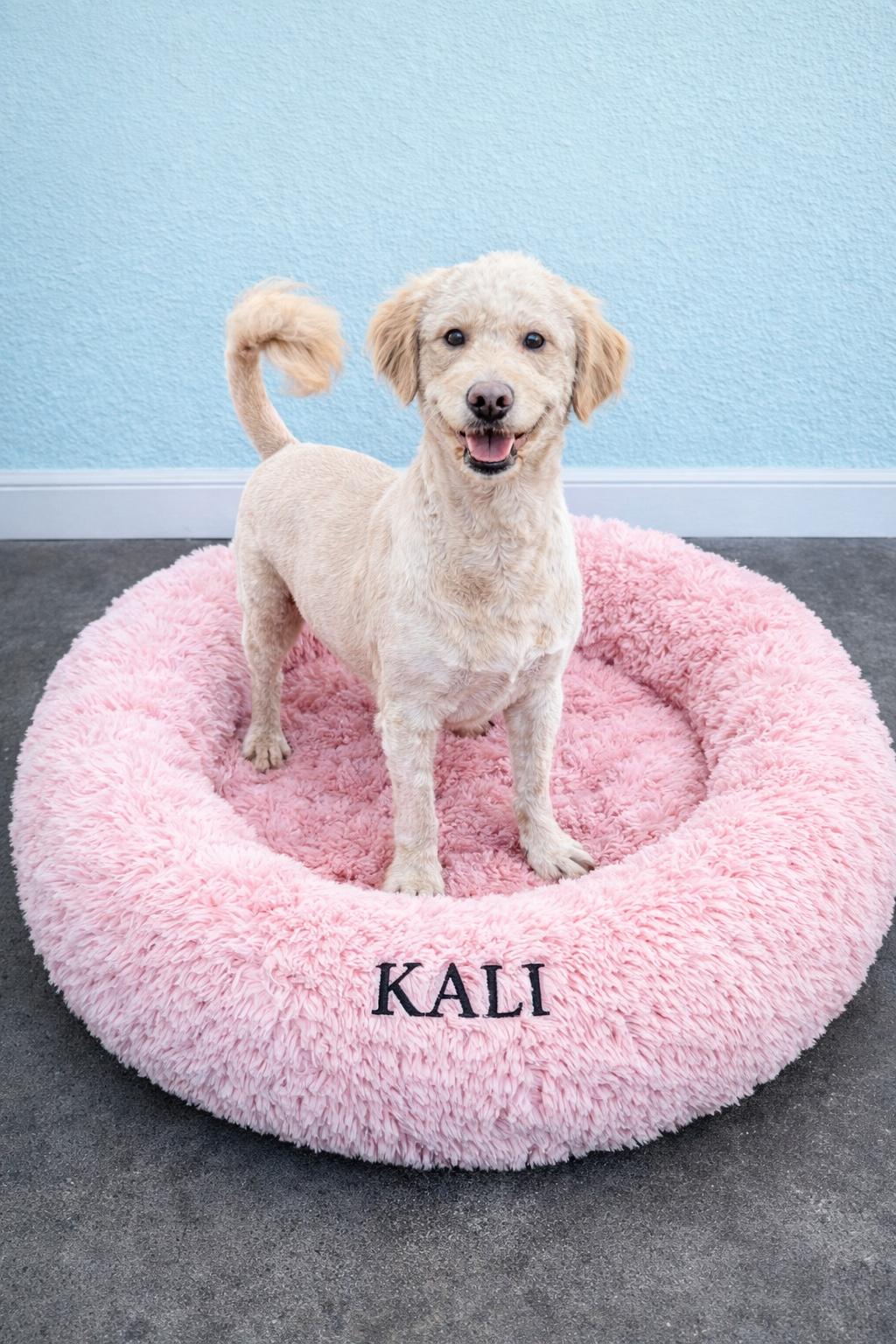 Enlarge Kali, a ADOPTABLE Goldendoodle in Momence, IL image 1/1