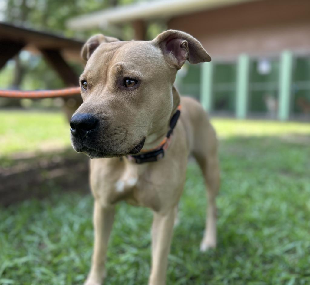 Enlarge Onion Ring, a Adoptable Pit Bull Terrier in Nacogdoches, TX image 1/5