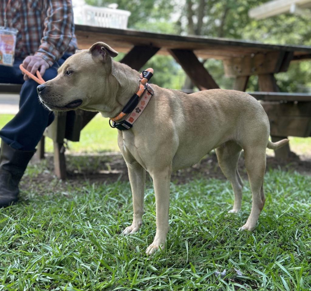 Enlarge Onion Ring, a Adoptable Pit Bull Terrier in Nacogdoches, TX image 2/5